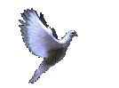 guvercin.gif